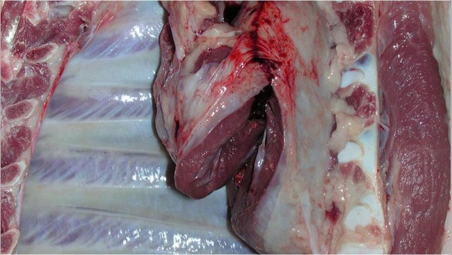 Pericarditis in a slaughtered pig.