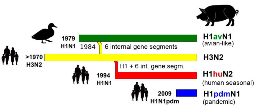 Figure 1. History and origin of porcine influenza A viruses (IAV) currently in circulation in Europe. It
should be noted that none of these porcine IAV rooted in swine populations.