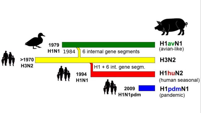 Figure 1. History and origin of porcine influenza A viruses (IAV) currently in circulation in Europe. It
should be noted that none of these porcine IAV rooted in swine populations.