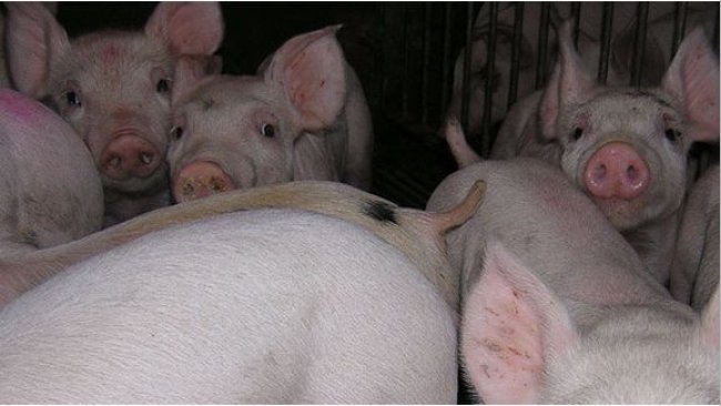 Lechones de transición 1