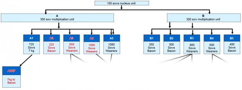 Fig 1. Company structure &ndash; herds highlighted in red have all experienced clinical bowel oedema during 2015/6.
