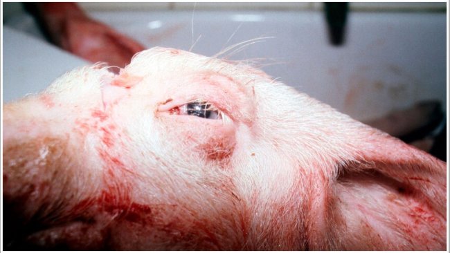 Figure 2. Swollen eyes in an affected pig.