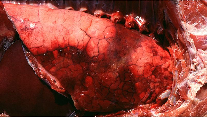 Acute pleuropneumonia in swine: three observations (indicated by arrows) can frequently be made: consolidated areas that are from dark red to black, interlobular edema and fibrinous pleuritis. Picture courtesy of Dr Robert Desrosiers
