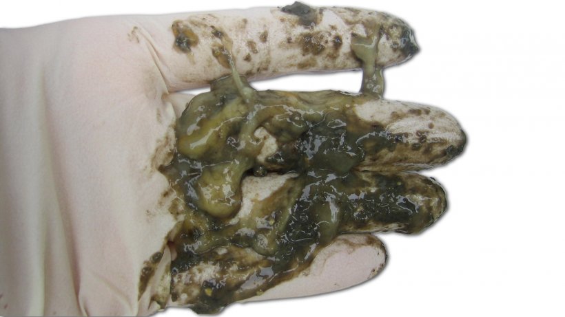 Catarrhal diarrhea
