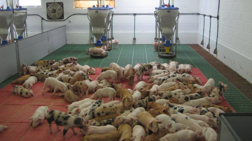 High health and high production farm