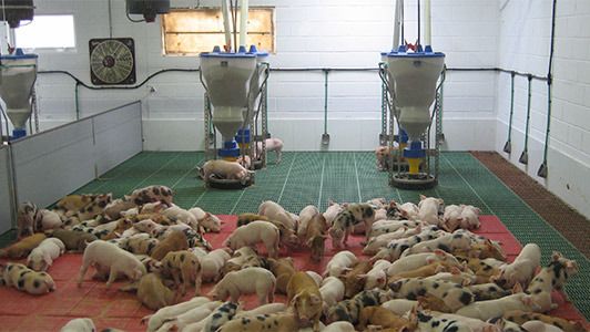 High health and high production&nbsp;farm
