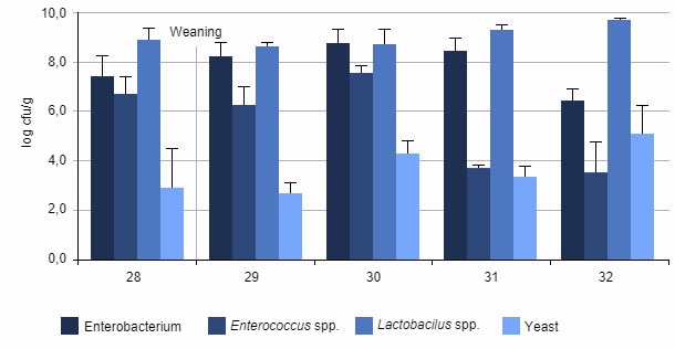 Average number of bacteria contained in piglets caeca at different stages after weaning
