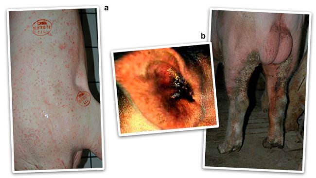 Figure 2. Allergic or erythematous presentation (papules and reddened skin areas) (a) and chronic or hyperkeratotic presentation (b).