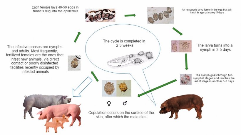 Figure 1. Biological cycle of Sarcoptes scabiei
