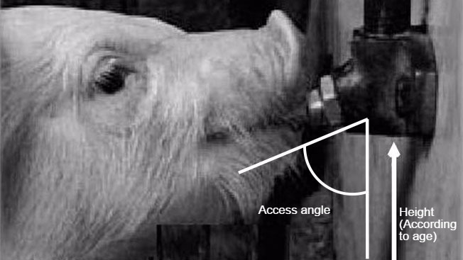 Picture 2: &nbsp;Drinker height and angle are most important design features. Pipe diameter, pressure and valve system will determine water flow. Modified from Ruiz and&nbsp;Manteca (2004); Santom&aacute; and&nbsp;Pontes, (2006).
