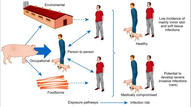 Conceptual model of pathways of exposure and risks of infection with livestock associated S. aureus