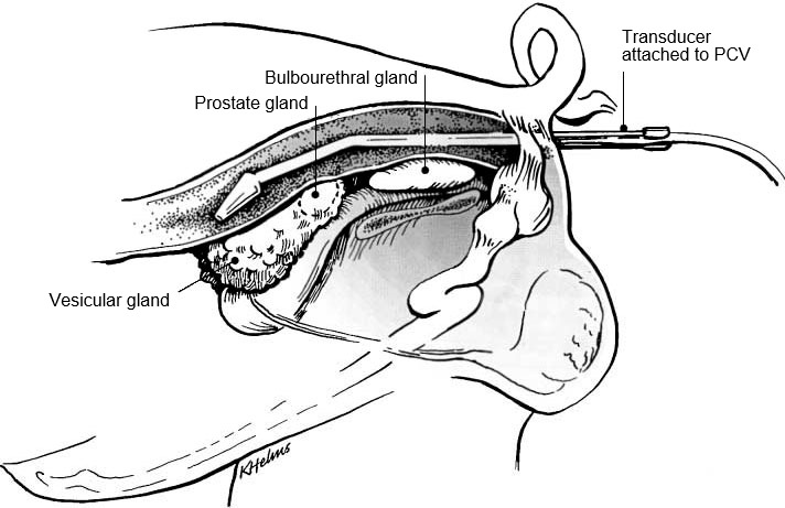 Fig. 1: Placement of transducer holder with the transducer per rectum for visualization of accessory sex glands of the boar (from Clark &amp; Althouse, 2002).
