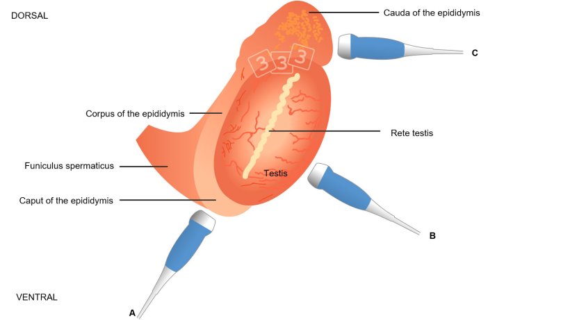 Fig. 4: Schematic illustration of the topography of the testis and epididymis in boars, with suggested transducer placement when assessing the epididymal caput (= head; a), corpus (b) and cauda (= tail; c). The caput and cauda are best imaged longitudinally and the corpus transversally (from Kauffold et al., 2011).

