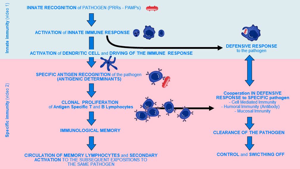 cell mediated response