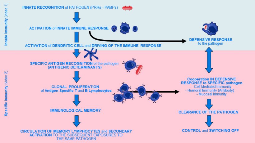 Figure 1.  Phases of onset, activation and progression of Innate and Specific Immunity against a pathogen