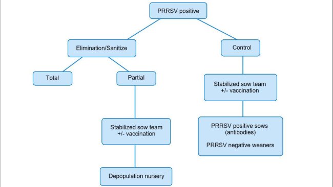 Figure 1. Schematic view of different approaches in PRRSV positive herds.