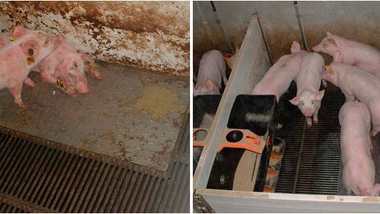 Figure 2 &ndash; Pigs reared in dirty (left) and clean (right) conditions during the prestarter phase.
