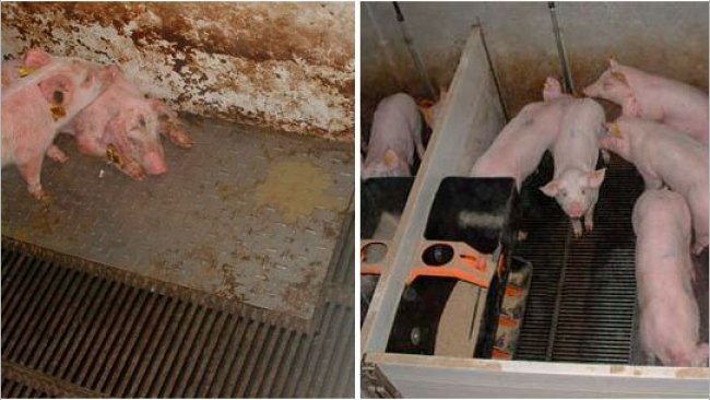 Figure 2 – Pigs reared in dirty (left) and clean (right) conditions during the prestarter phase.
