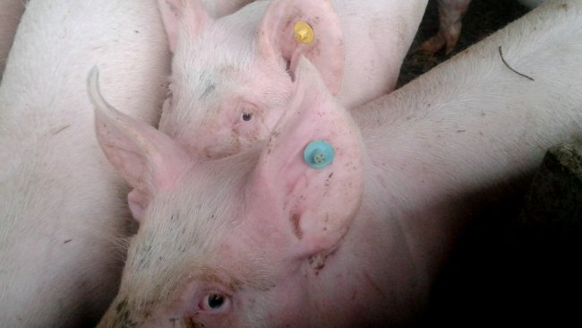 Use of colour tags to identify the age of replacement gilts.
