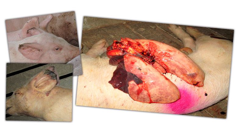 Figure 2: Lesions in a growing pig: ear tip necrosis and pneumonia in the cranial and medial lobes.

