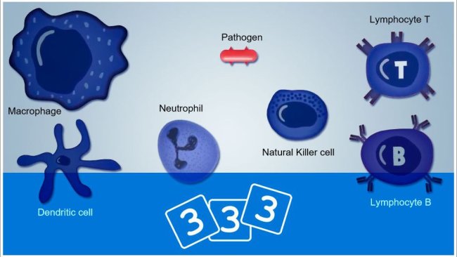 Re-Discover immunology in 333pig

