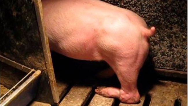 Figure 3. Paralysis of the back leg as a result of nerve damage from lifting and twisting of the back leg.