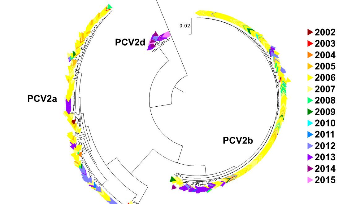 Figure 2. Maximum likelihood phylogenetic tree. The 729 ORF2 sequences from the UMN-VDL PCV2 database are colored by year acquired. The genotypes are noted.
