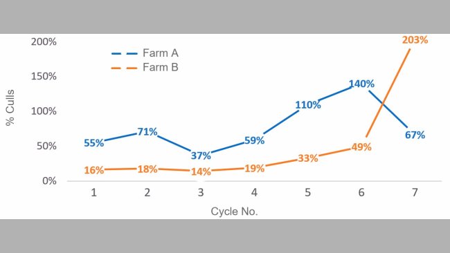 Graph 1. Percentage of culled sows per cycle (number of sows culled per cycle/ average census per cycle) in 2016