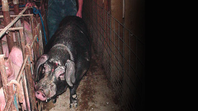 Fenceline estrus detection using a crossbred Meishan boar on a leash.
