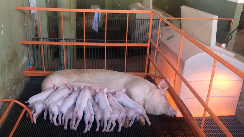 Milk production accounts for 75 to 80% of the total requirements of lactating sows (Picture: Research Facilities, NEPSUI/ UFMG)
