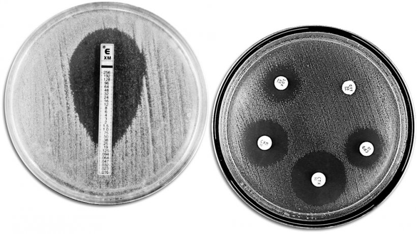 Classical techniques for evaluating antibiotic resistance. The picture shows an E-TEST on the left-hand side to measure the minimum concentration of antibiotic that prevents bacterial growth. The right-hand side&nbsp;shows an antimicrobial susceptibility test with different growth inhibition zones produced by the antibiotics.
