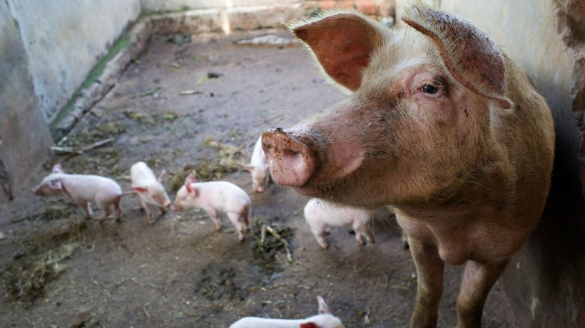 Cross breed sow and piglets on a farm in Masaka district, Uganda.

Photo credit: ILRI/Apollo Habtamu.
