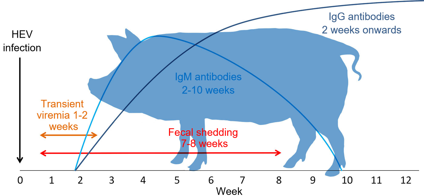 Importance of Hepatitis E virus in pigs Articles pig333, pig to pork community