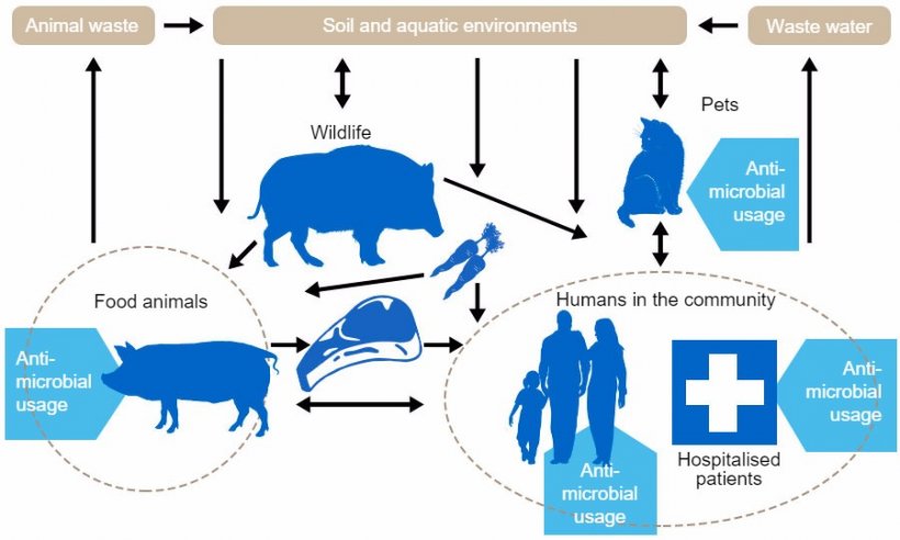 Flow diagram of antibiotic resistance determinants among the different reservoirs. Blue indicates points of antibiotic administration. http://www.effort-against-amr.eu/
