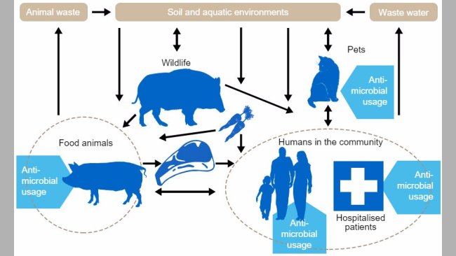 Flow diagram of antibiotic resistance determinants among the different reservoirs. Blue indicates points of antibiotic administration. http://www.effort-against-amr.eu/
