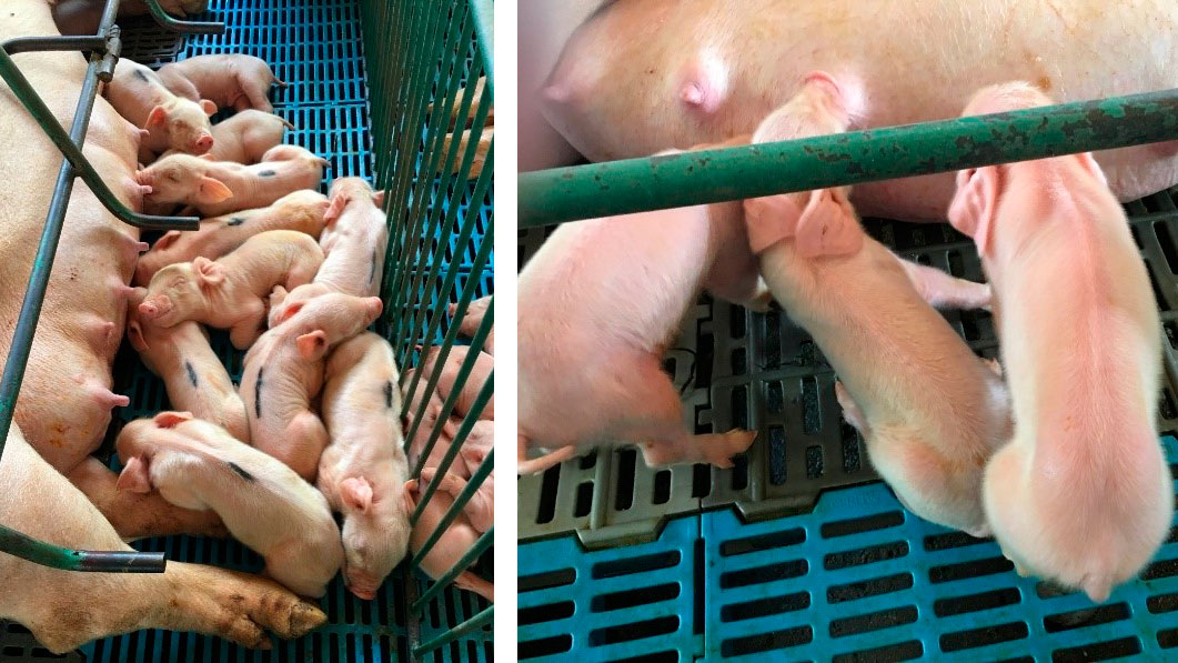 Photos 1 and 2. Left: litter with lack of milk intake. Right: Low-viability piglets with poor&nbsp;milk intake.

&nbsp;
