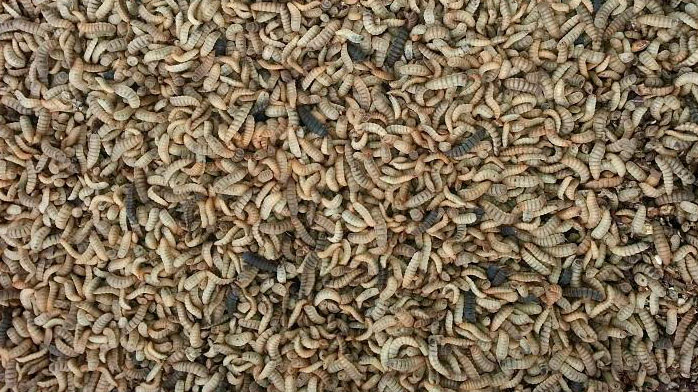 Black soldier fly larvae
