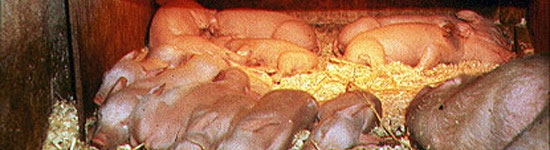 Thermal&nbsp;control in piglets&nbsp;
