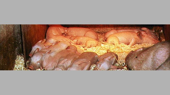 Thermal control in piglets 