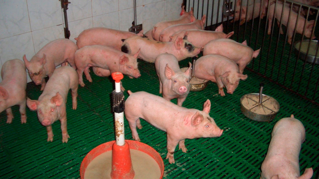 Figure&nbsp;2. Adequate use of feeds and feeding points.
