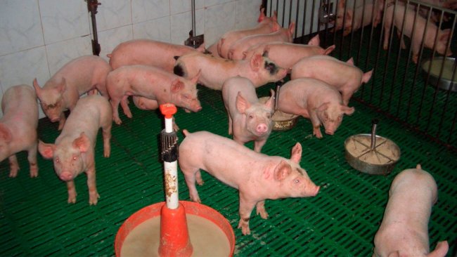 Figure 2. Adequate use of feeds and feeding points.