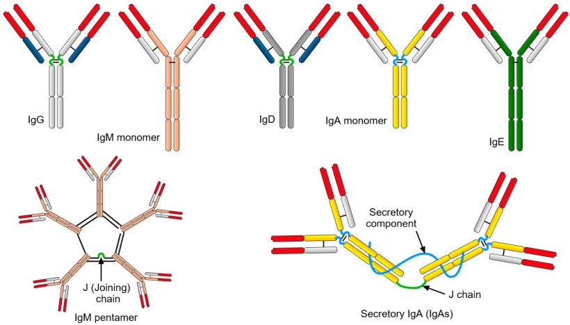Figure 2. The different amino acid sequences of the constant heavy chain region characterize different classes of antibodies or isotypes.
