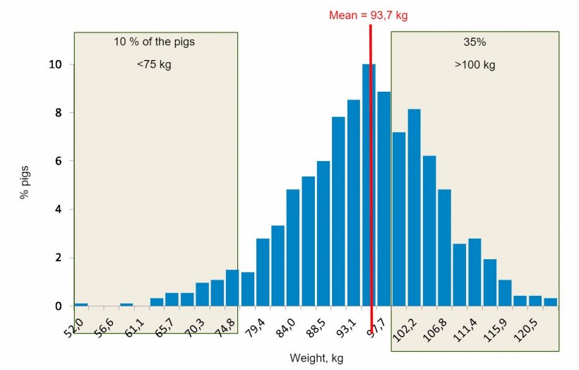 Figure 5. Weight distribution at the end of the finishing period. 35% of the pigs are heavier than 100 kgs, while 10% are below 75 kg.
