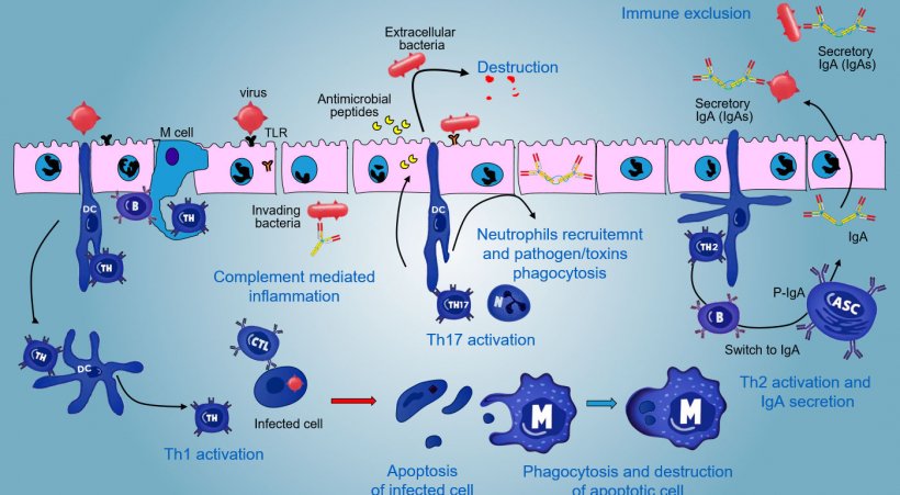 Figure 5. An integrated view of immune responses against pathogens at mucosal level.
