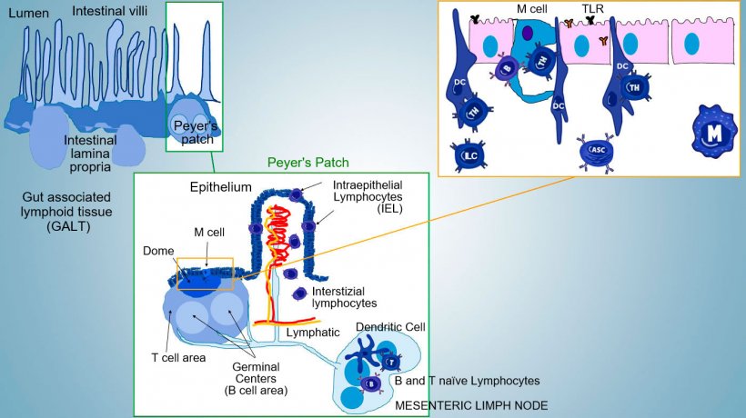 Figure 1: Schematic representation of lymphoid tissues associated to intestine: Peyer&rsquo;s Plaque (PPs), isolated follicles and mesenteric lymph nodes.
