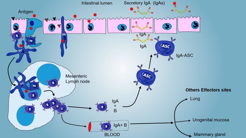 Figure 4: Production of IgA in mesenteric lymph nodes and systemic response. Proliferating and activated B and T lymphocytes emigrate from lymph to the blood, in pig directly through High Endothelial Venules (HEV), the majority homing back to intestine or reaching other mucosal surfaces (effectors sites) such as lung, breast gland and urogenital apparatus.
