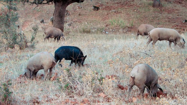 Contact with wild boars is more likely in outdoor farms, but some pathogens, such as the Aujeszky's disease or classical swine fever viruses, can manage to reach those pigs housed in barns.