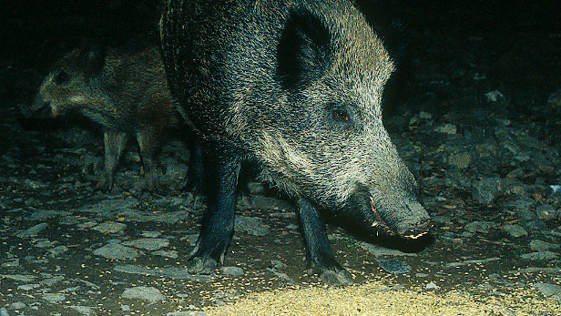<p>Feeding wild boars, whether for hunting or damage avoidance, requires debate and regulation.</p>
