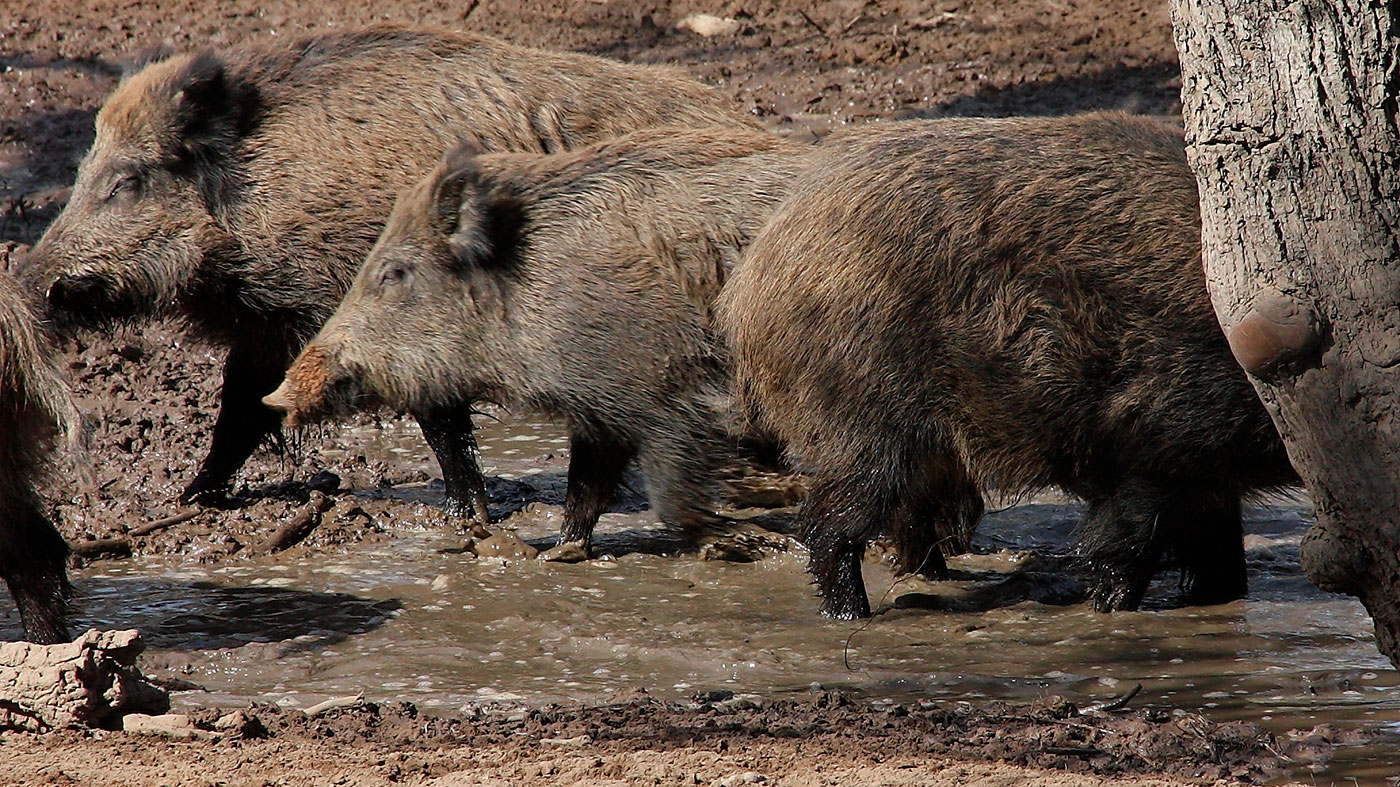 <p>Wild boars in a wallow. The number and space distribution of wild boars is&nbsp;determined by water and food&nbsp;availability.</p>
