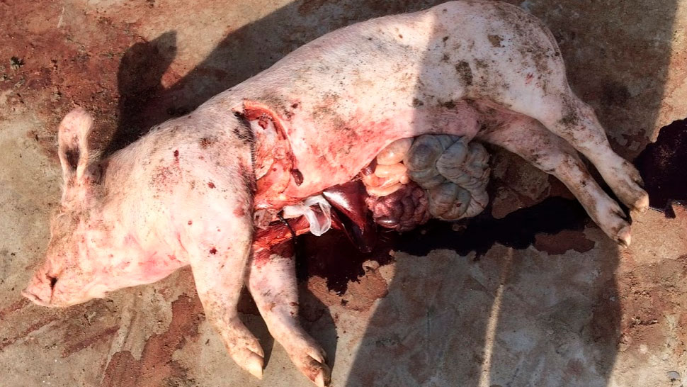 Necropsy at the herd reveals dark discoloration of the blood, without any other remarkable deviations in the organs.